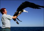 Северотихоокеанские альбатросы