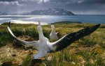 Характер распространения альбатросов