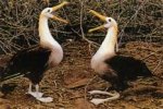  Зависимость распространения альбатросов